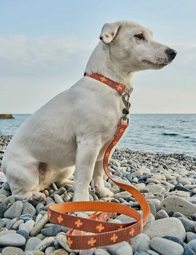 Изображение товара Поводок-стропа для собак Japan Premium Pet DАISKI из нейлона с механизмом защиты от срыва на карабине. Коричневый. М