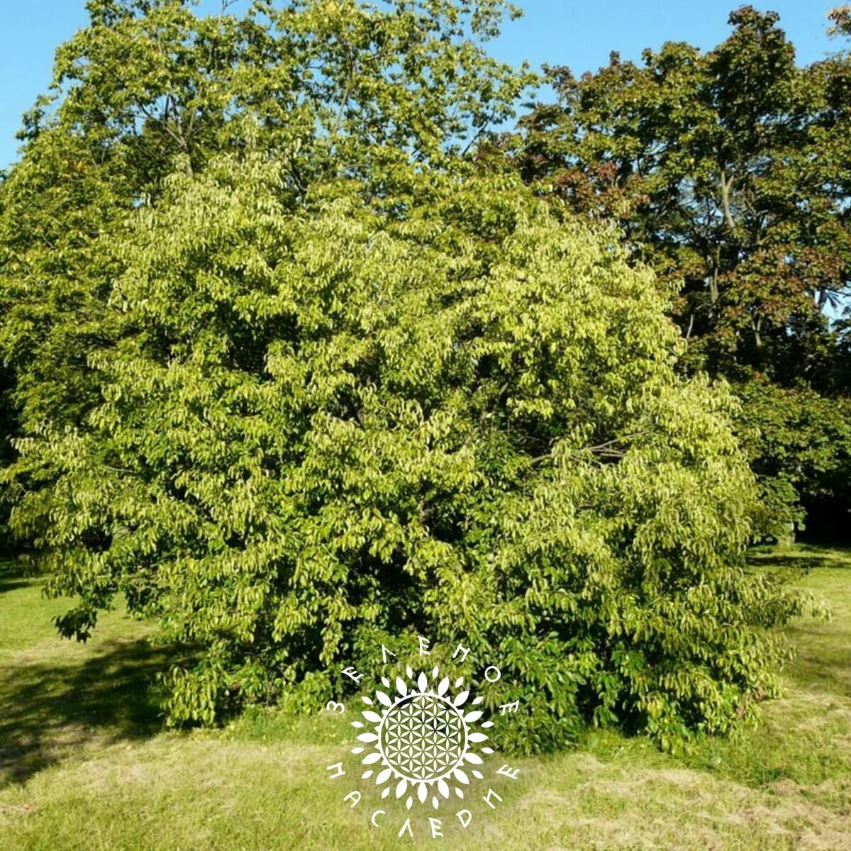Семена Крушина слабительная - Жостер (лат. Rhamnus cathartica) 15шт от Green Legacy