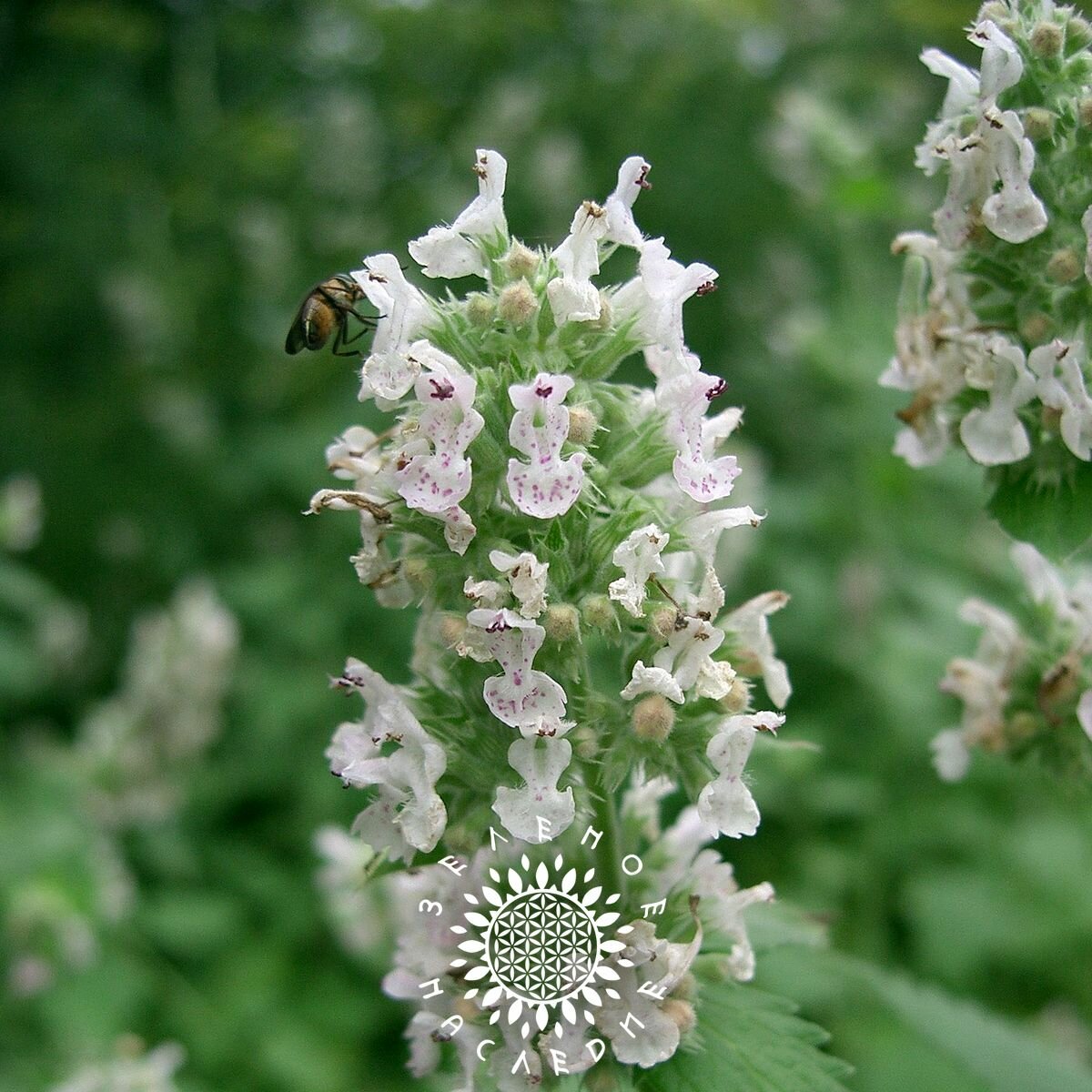 Семена Котовник лимонный (лат. Nepeta cataria var.citridora L.) 50шт от Green Legacy — фото 1