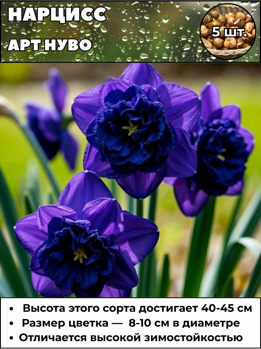 Нарцисс Арт Нуво луковицы 5 штук