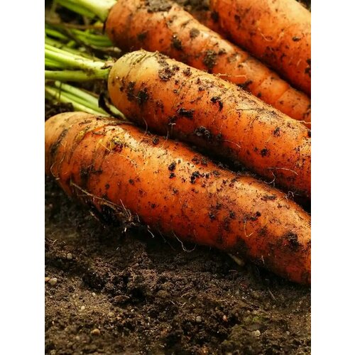 Коллекционные семена моркови F1 Соломон