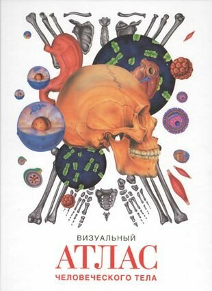 Визуальный атлас человеческого тела - фото №1