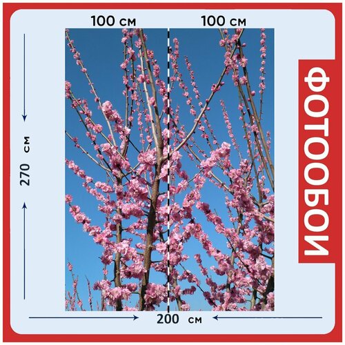 Фотообои Персиковый цвет небо весна 200x270 см флизелиновыена стену 2950₽