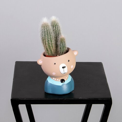 Кактус в кашпо Мишка РРр (D-9)