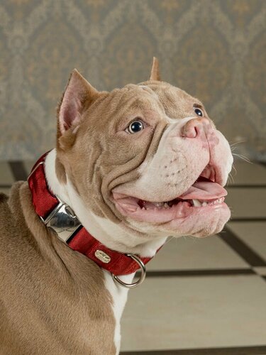 Изображение товара Ошейник для активных и серьёзных собак Japan Premium Pet воздушный, размер M, цвет: красный.