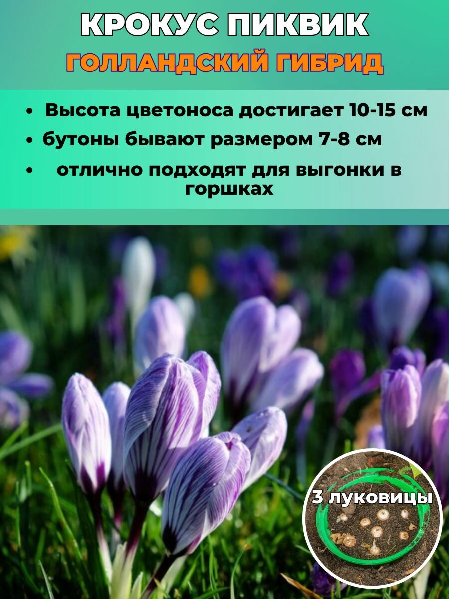 Крокус, луковицы многолетних цветов 3 штуки