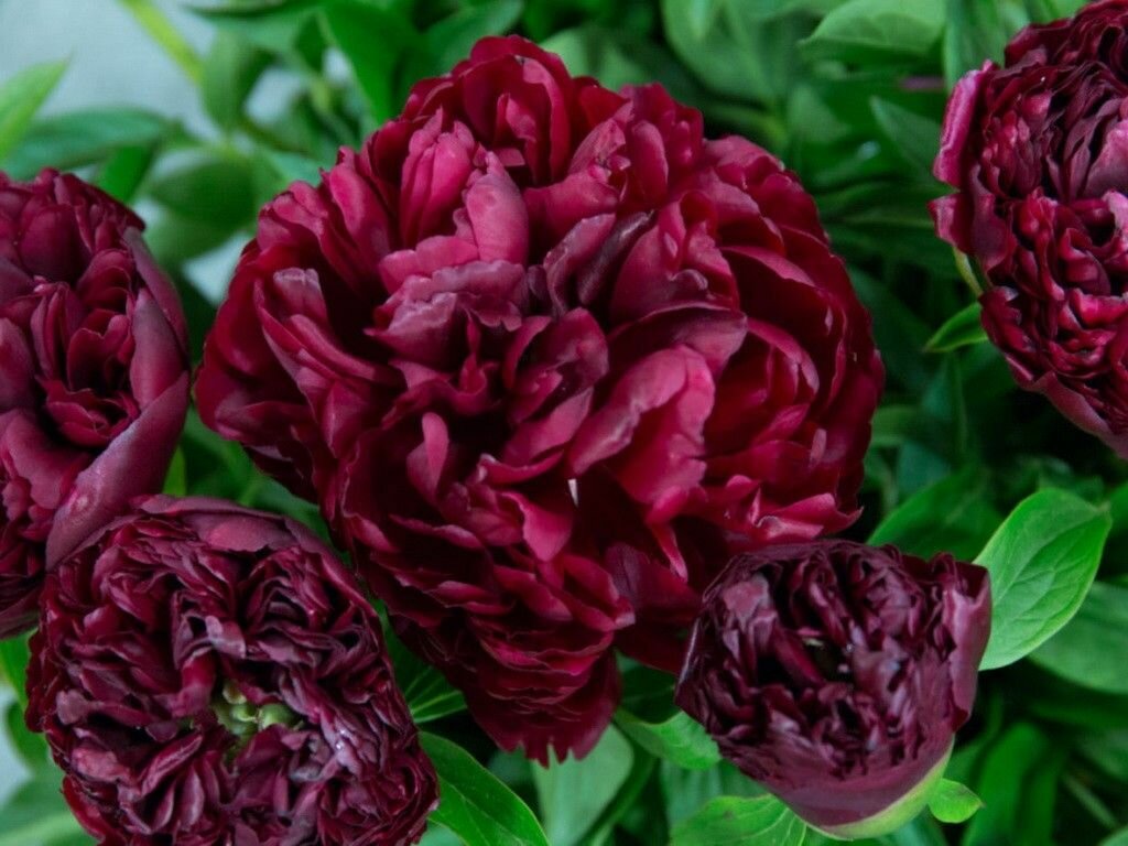 Пион травянистый Армани