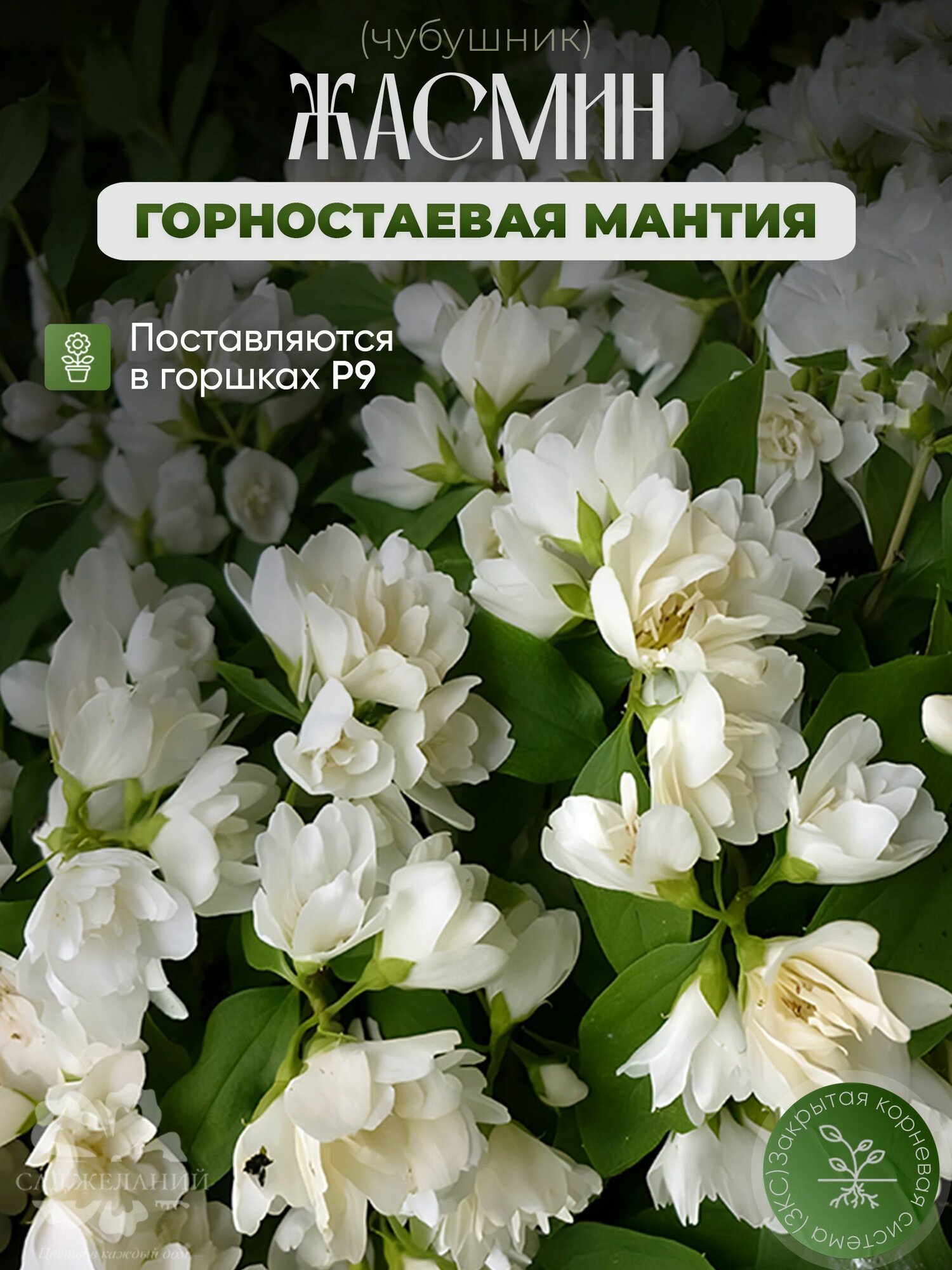 Махровый Жасмин(Чубушник) Горностаевая Мантияв горшке Р9