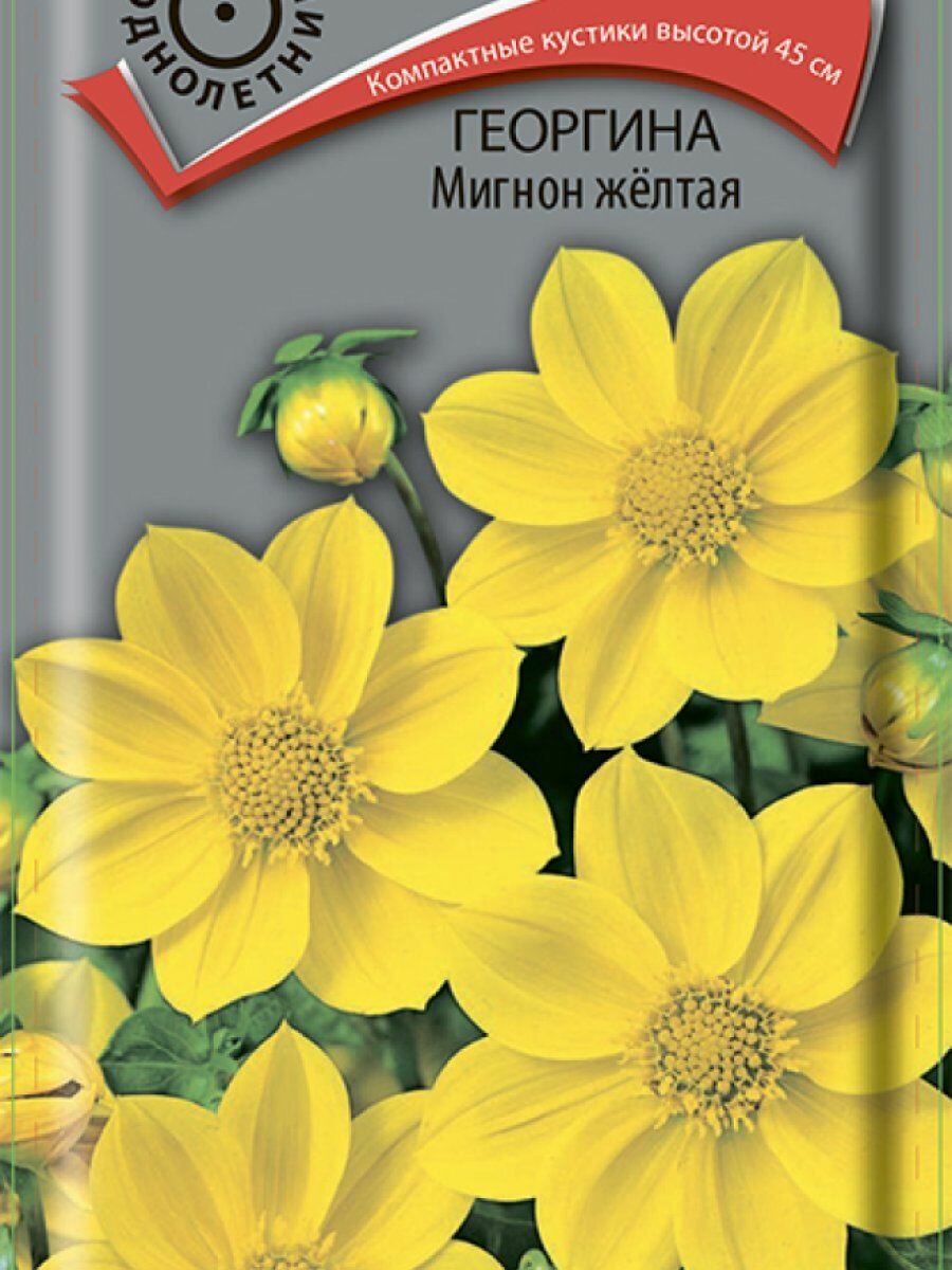 Семена Георгина Мигнон желтая 02 Поиск