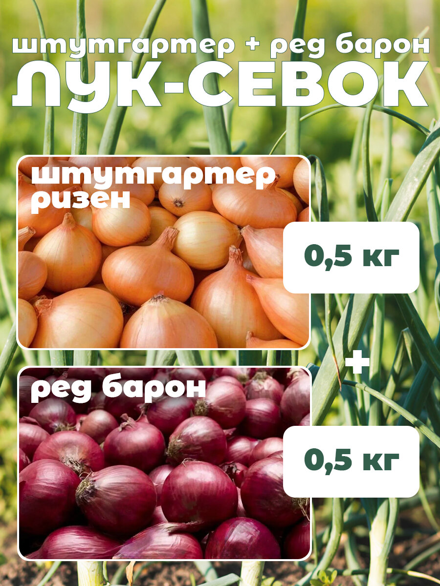 Лук севок набор 2 в 1 штутгартер ризен 500г   ред барон 500г