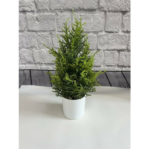 Кипарис малый в кашпо, высота 40см