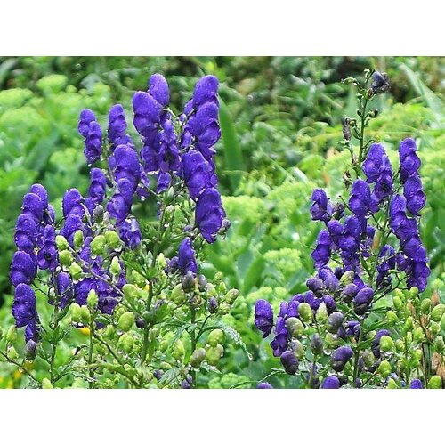 Аконит клобучковый 850₽