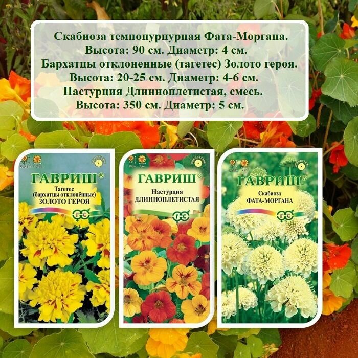 Набор семян цветов из 3-х пачек - Скабиоза Фата-Моргана Бархатцы Золото героя и Настурция Длинноплетистая.