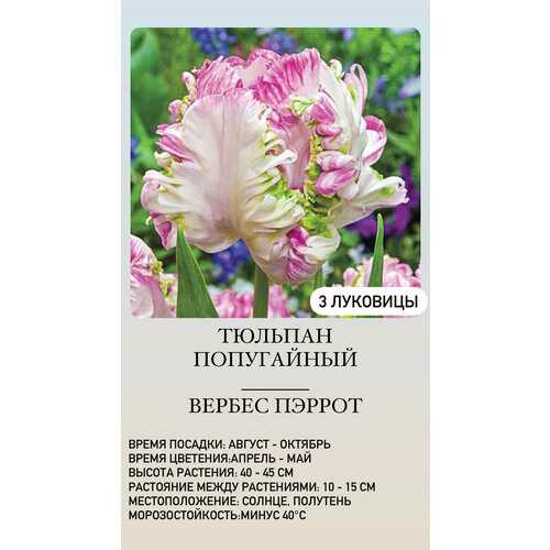 Тюльпан луковицы многолетних цветов