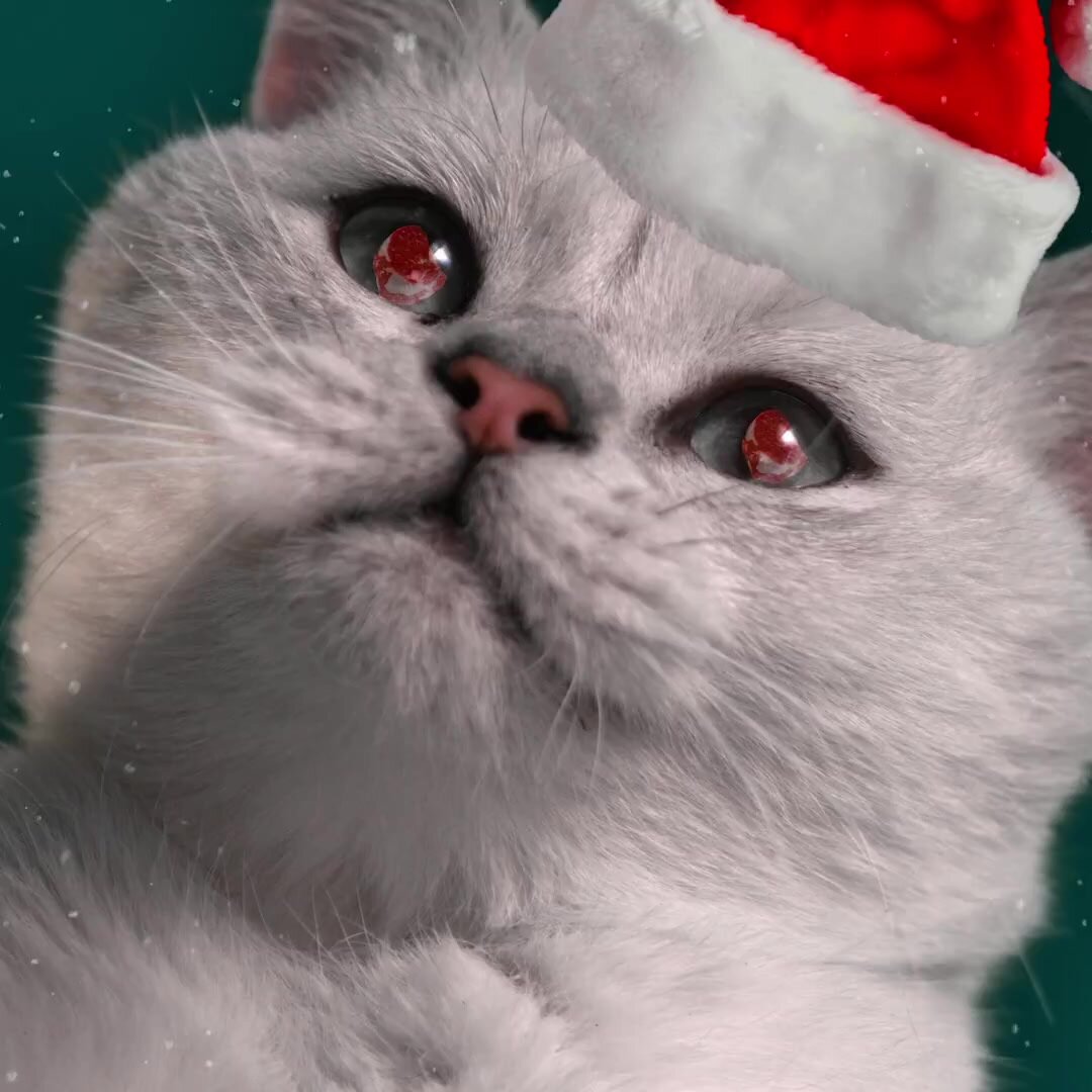 Влажный полнорационный корм для котят, беременных и кормящих кошек паштет с лососем AlphaPet WOW Superpremium — фото 1