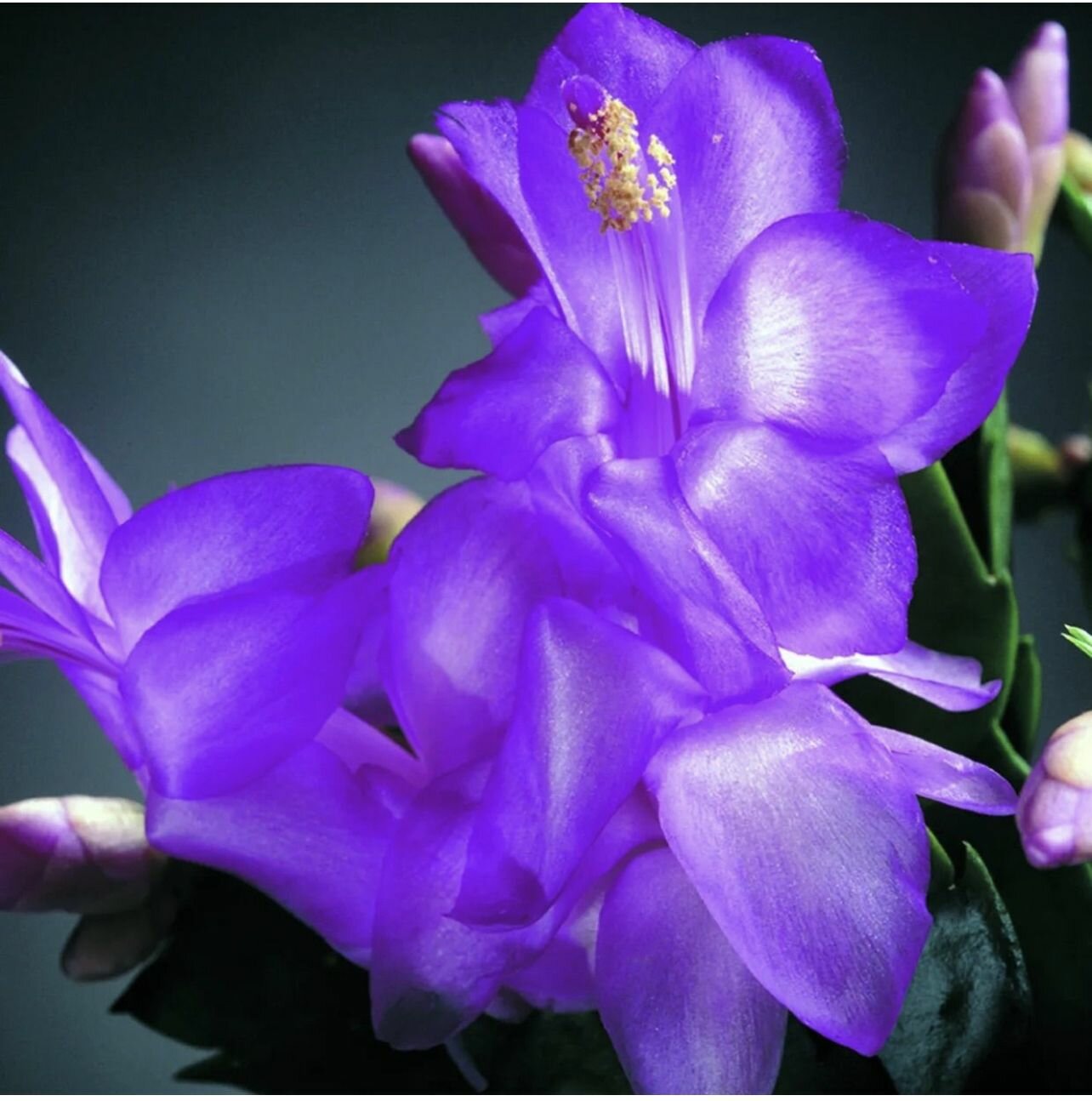 Декабрист MIX