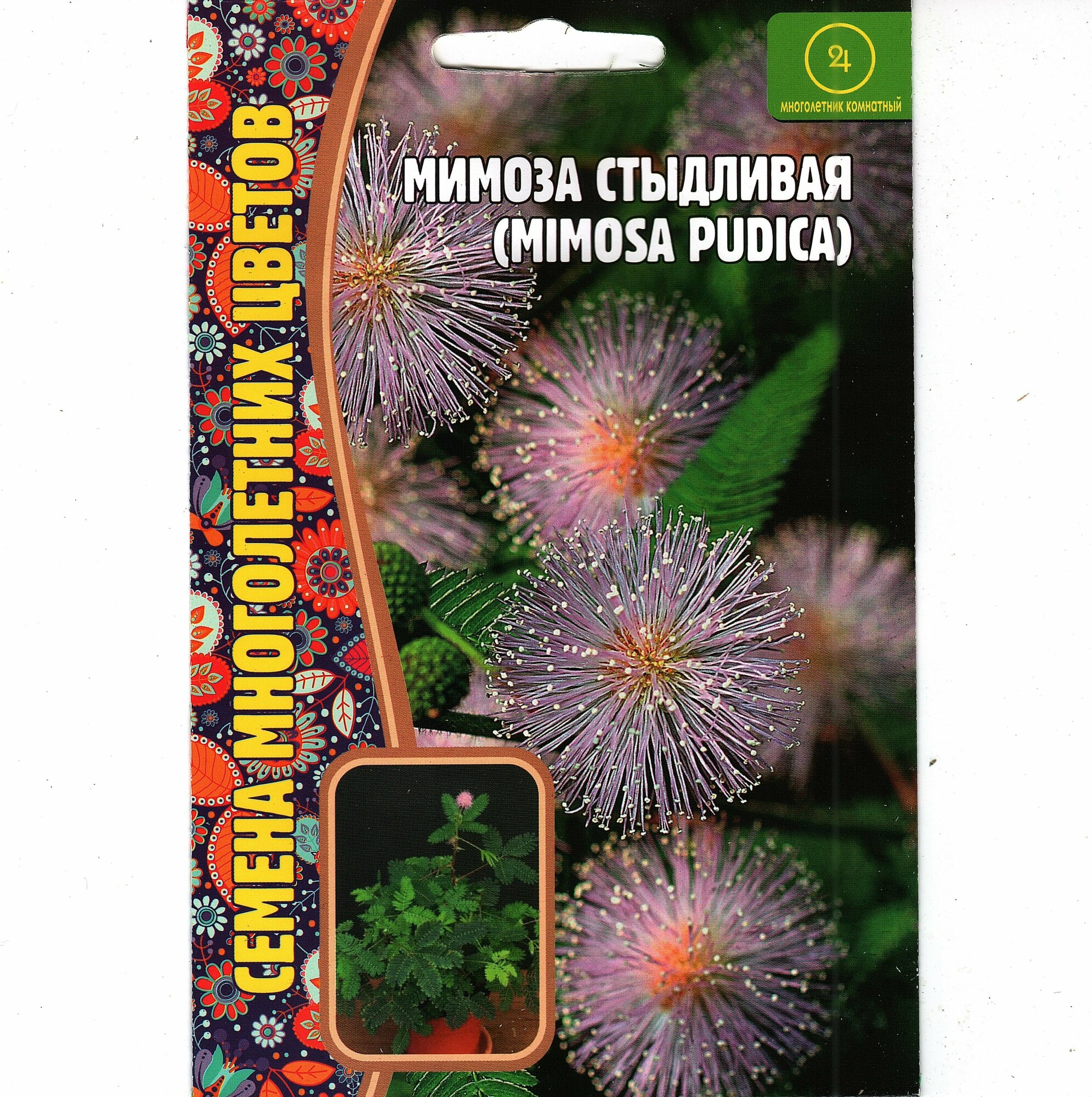 Мимоза стыдливая / Mimosa Pudica, комнатный многолетник ( 1 уп: 20 семян )
