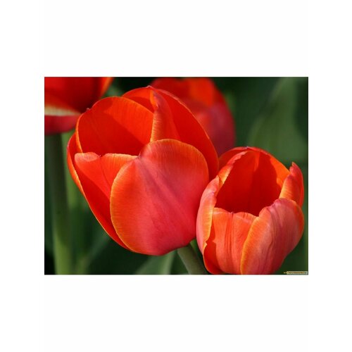 Тюльпан Луковица, Оксфорд, 3шт крупные, разбор 12/14