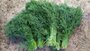 Укроп Дальний, на раннюю зелень и специи для засолки и маринада, устойчивый к пожелтению и полеганию, быстро отрастает после срезки, 1500 семян