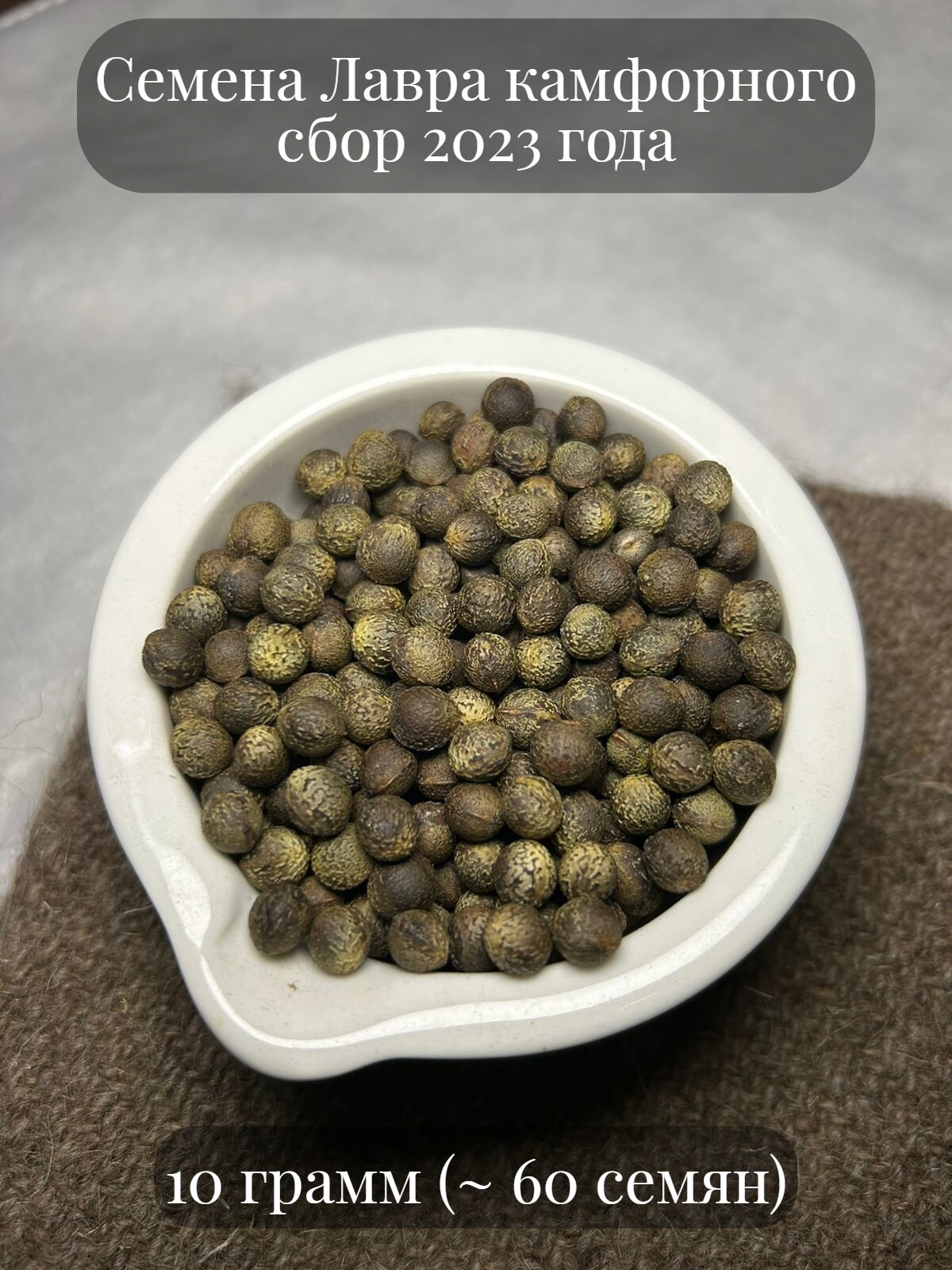 Семена Лавра камфорного, 10 грамм (примерно 60 шт)