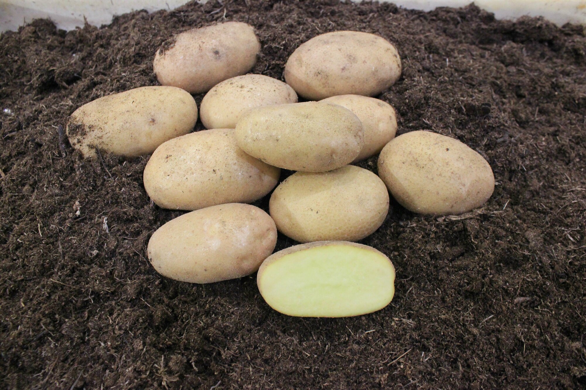 Картофель семенной Ариэль (суперэлита) (4 кг) Хранение, высокоурожайный, универсальный