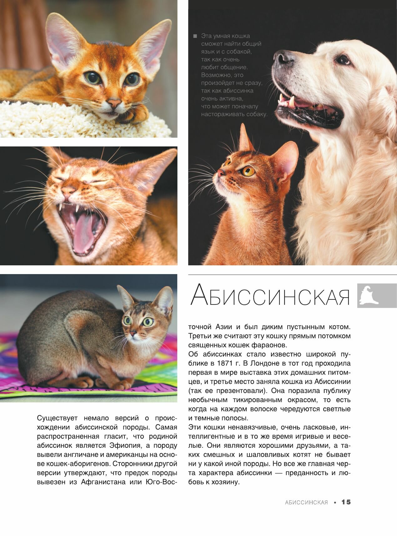 Большая книга о кошках и собаках. 1001 фотография - фото №16