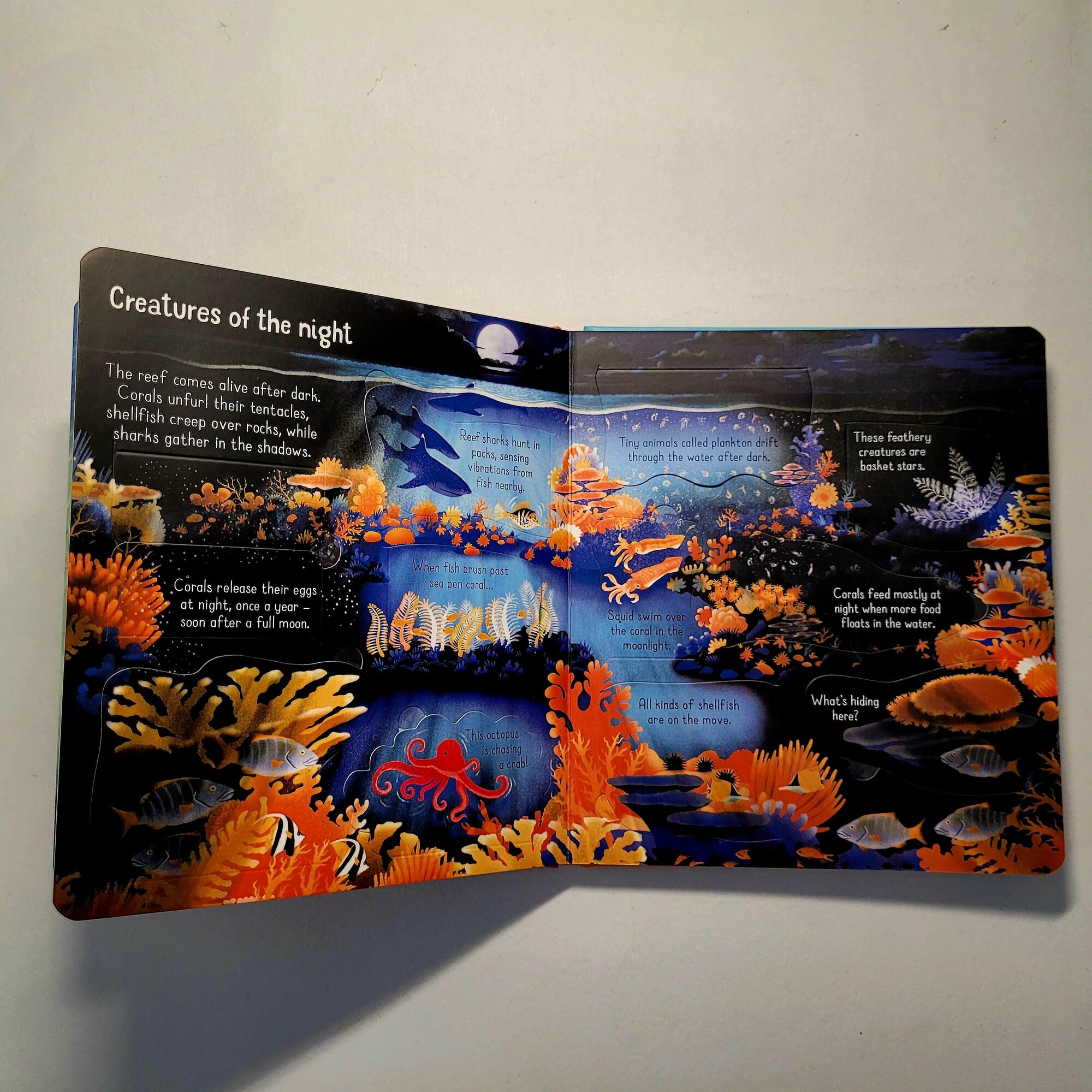 Look inside a Coral Reef (Lacey Minna) - фото №11
