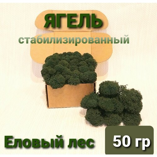 Мох (ягель) стабилизированный еловый лес 50 гр