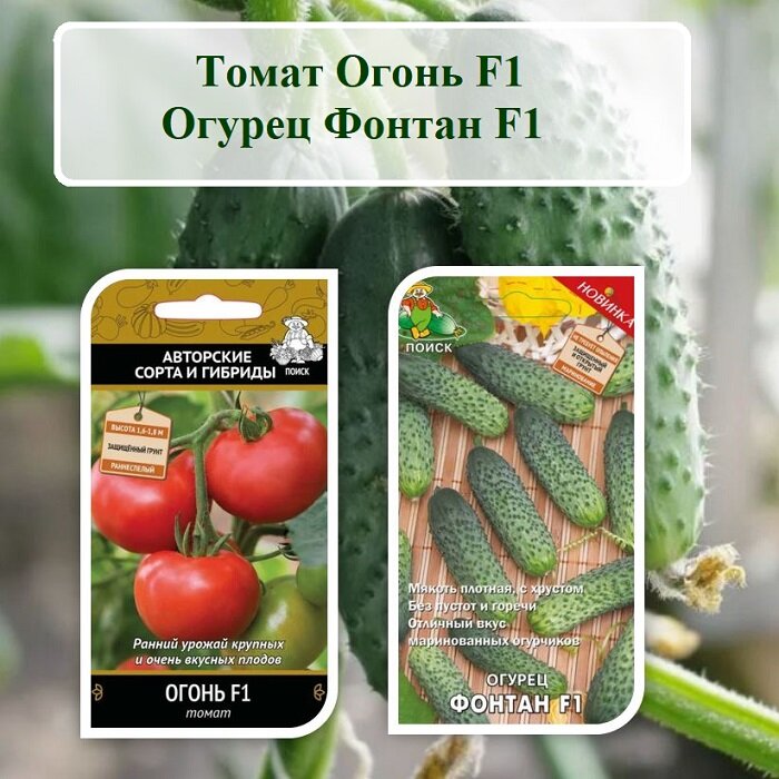 Набор семян овощей Томат Огонь F1 и Огурец Фонтан F1 (2 пачки по 12 шт. семян)