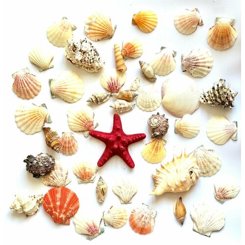 Набор ракушек в корзинке 1 487₽
