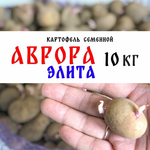 Семенной картофель сорта Аврора Элита 10кг, клубни