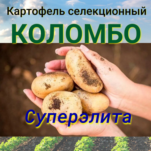 Картофель семенной селекционный сортовой Коломбо клубни 2 кг картофель семенной селекционный сортовой ред скарлет клубни 2 кг