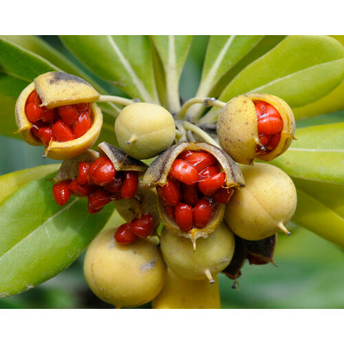 Смолосемянник семена 10 штук Питтоспорум Тобира Pittosporum tobira 367₽