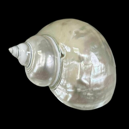 Натуральная морская ракушка Турбо империалис жемчужный - 7-9 см