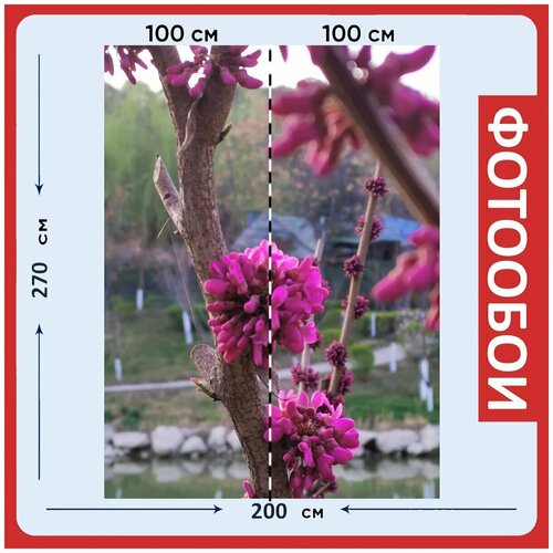 Фотообои Цветок красный воды 200x270 см флизелиновыена стену 2940₽
