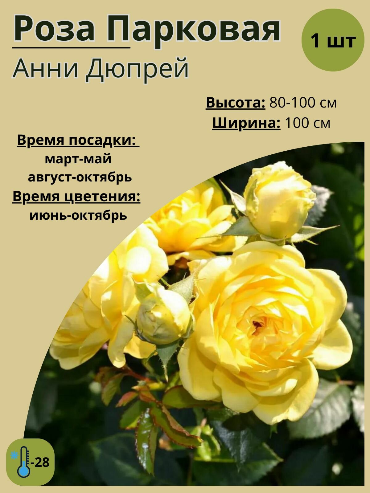 Роза парковая Анни Дюпрей, многолетние цветы