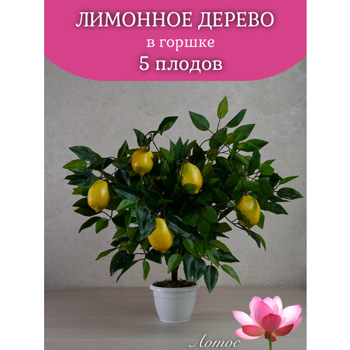 Лимонное дерево с пятью плодами от бренда Лотос 1600₽