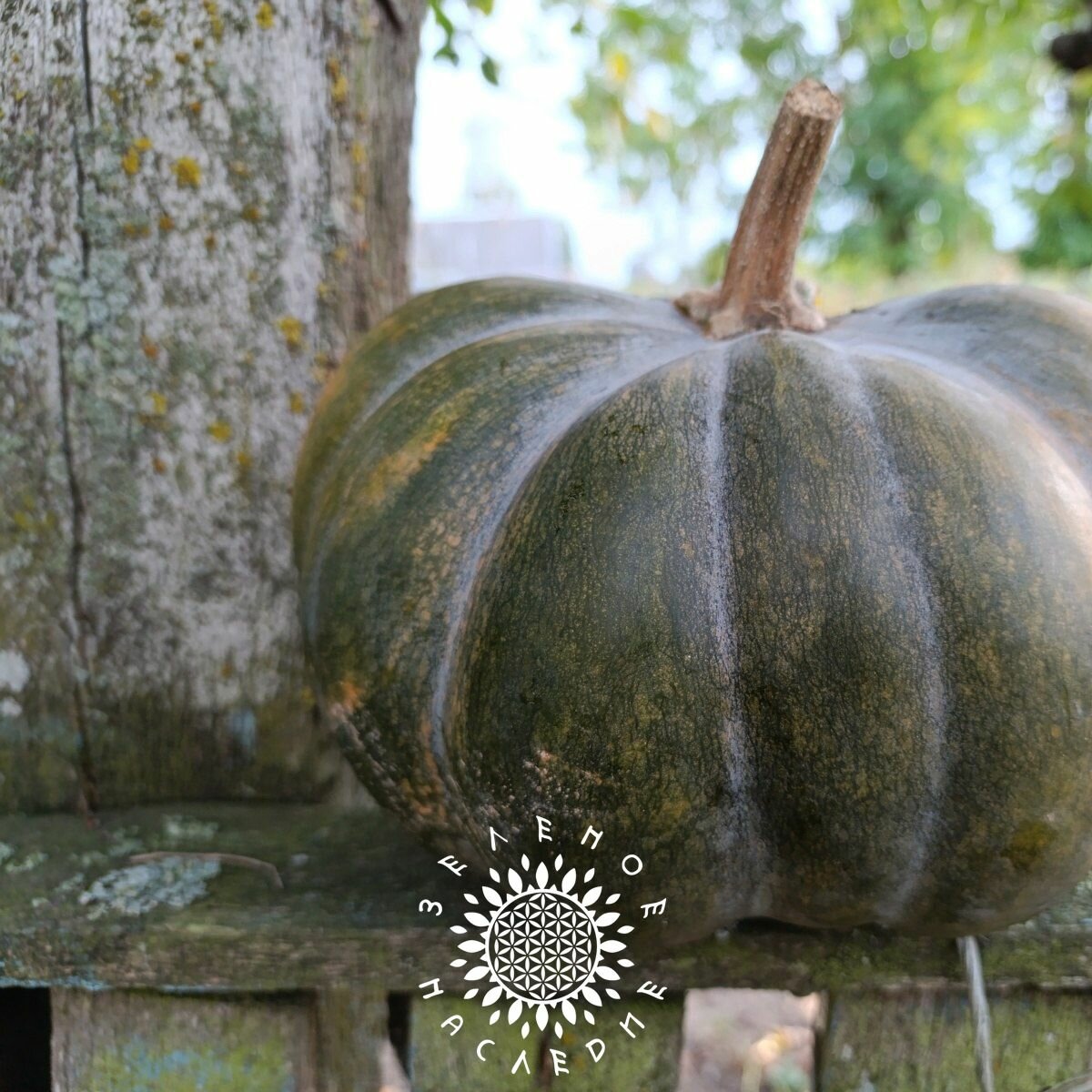 Семена Тыква Мускадэ Агро (лат. Cucurbita pepo) 5шт от Green Legacy