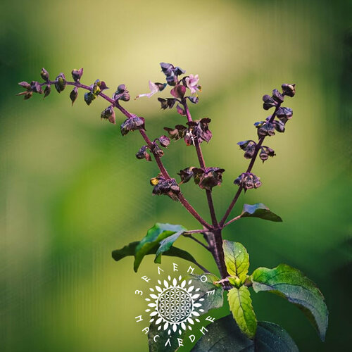 Семена Базилик тонкоцветный - Кришна Туласи (лат. Ocimum sanctum Krishna Tulsi) 30 шт