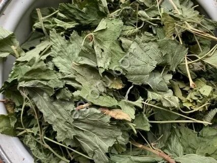 Смородина лесная лист 100 гр