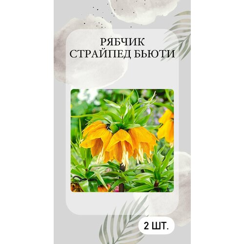 Рябчик Страйпед Бьюти, луковичные цветы