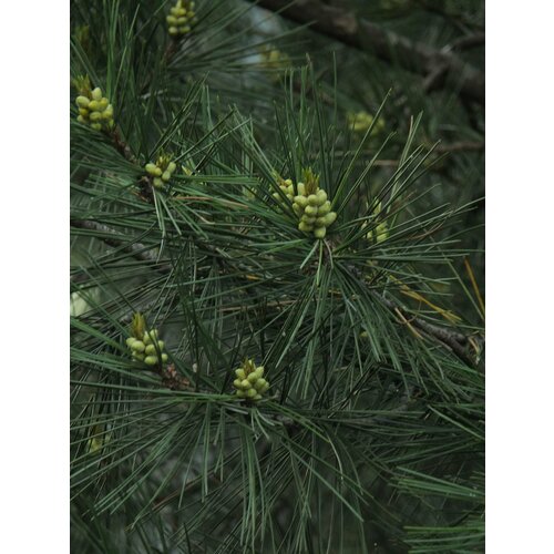 Сосна Жерарда Семена 15шт. (Pinus gerardiana)