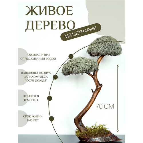 Дерево бонсай из цетрарии 70 см / Живое дерево / Дерево интерьерное / Дерево из Исландского мха