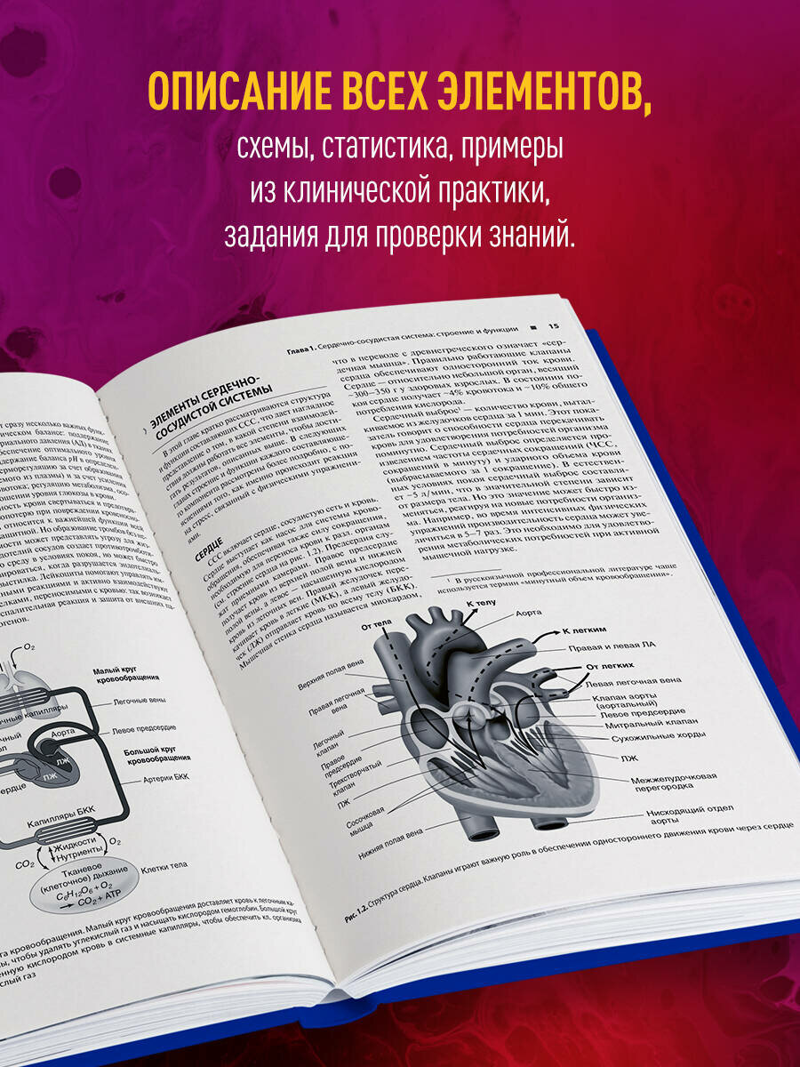 Анатомия и физиология сердечно-сосудистой системы - фото №2