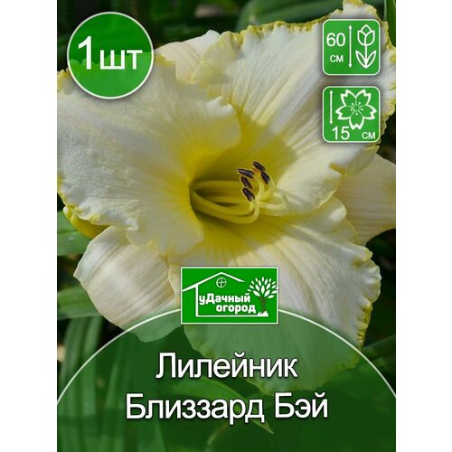 Лилейник Близард Бей 1 шт.