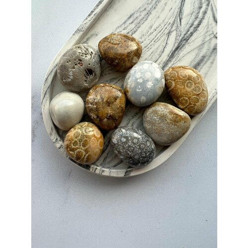 Окаменелый коралл Натуральный камень Крупная галтовка Фасовка 100 гр 590₽