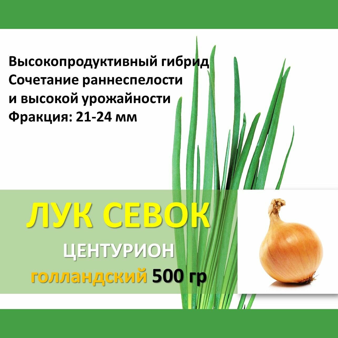 Голландский лук севок Центурион 05 кг желтый