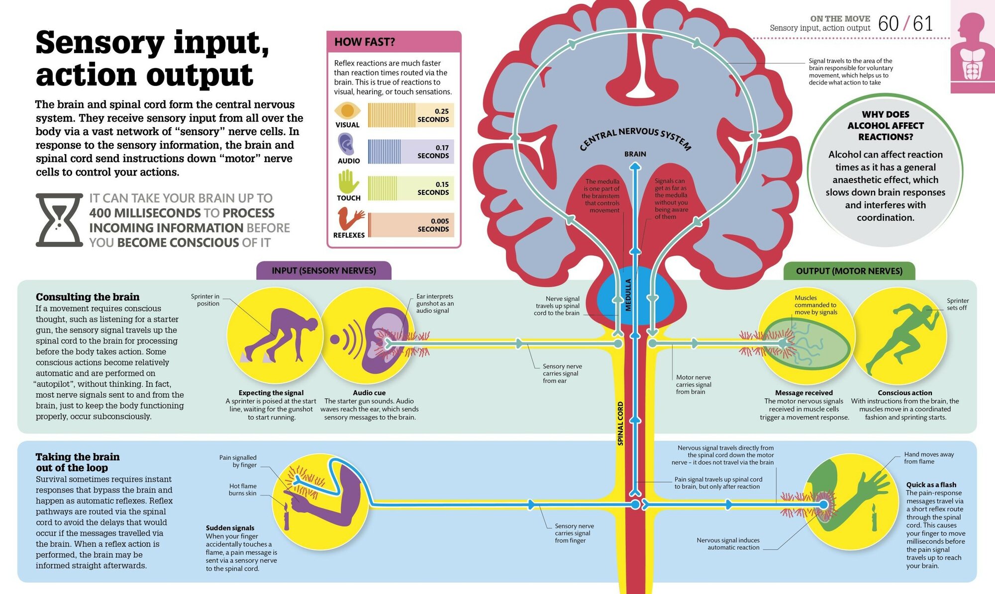 How the Body Works (Dorling Kindersley) - фото №3