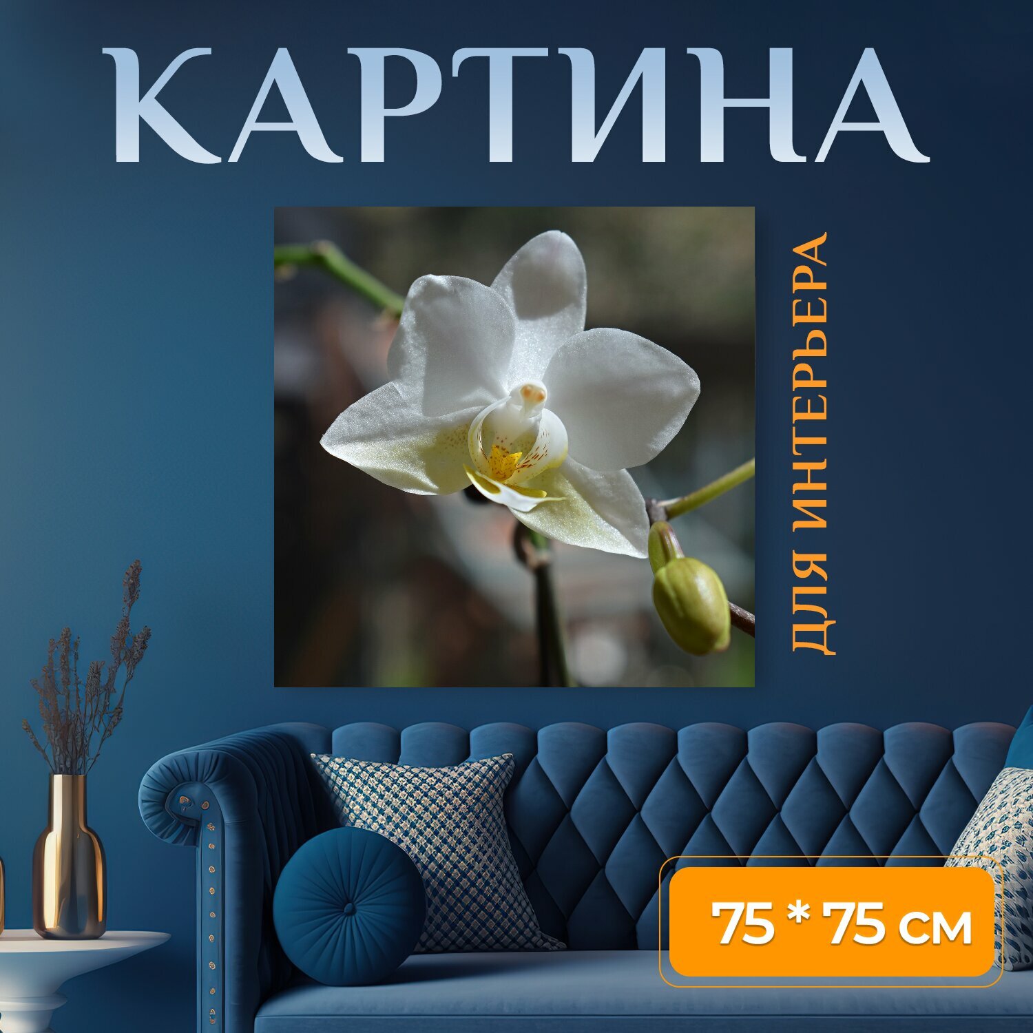 Картина на холсте "Гибридный фаленопсис, фаленопсис, орхидея" на подрамнике 75х75 см. для интерьера