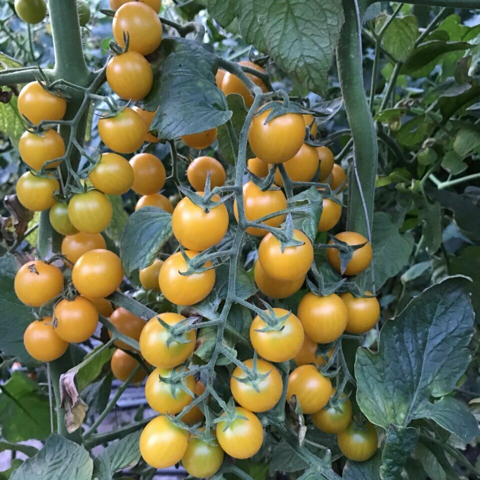 Коллекционные семена томата Летнее солнце